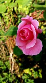 Close-up of pink rose