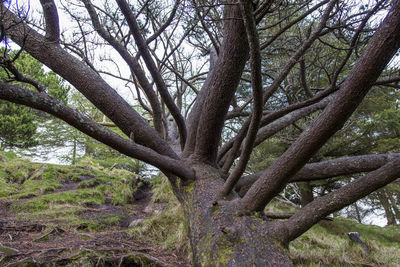 Low angle view of bare tree