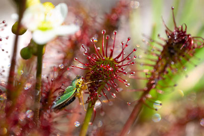 Close-up of sundew with trapped insect