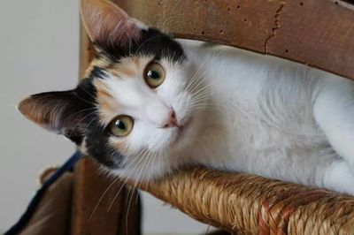 Close-up portrait of cat