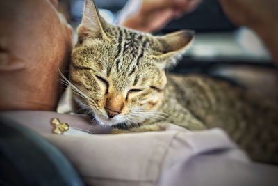 Close-up of a hand holding cat