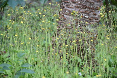 Close-up of grass growing in field
