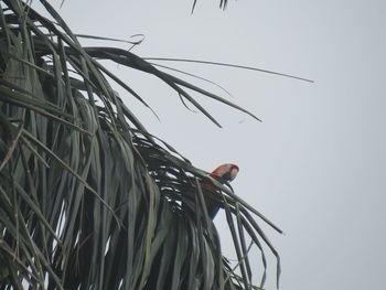 Low angle view of a bird against the sky