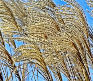 Low angle view of wheat