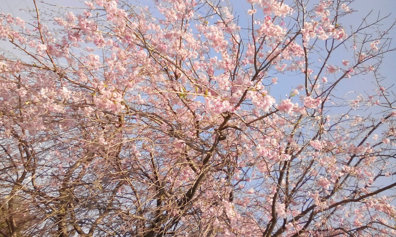 flower, branch, tree, freshness, growth, cherry blossom, low angle view, blossom, beauty in nature, fragility, cherry tree, nature, springtime, in bloom, blooming, fruit tree, sky, pink color, day, clear sky