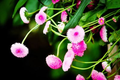 Close-up of pink flowers blooming outdoors