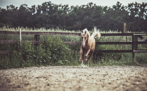 Horse in ranch