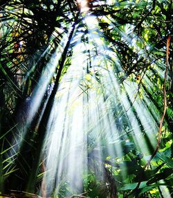 Low angle view of sunlight streaming through trees in forest