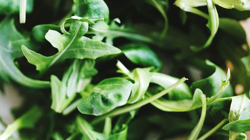 Close-up of green leaf