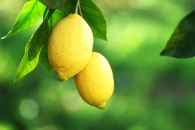Close-up of lemon on tree