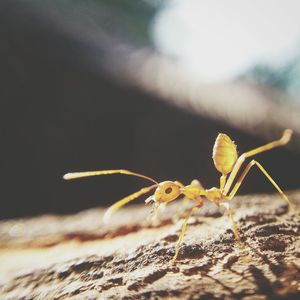 Close-up of ant on ground