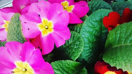 Close-up of pink flowers