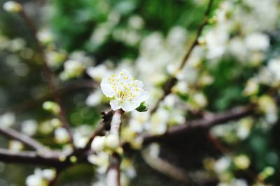 Close-up of flower blooming outdoors