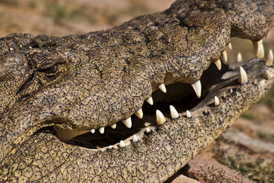 Crocodile smile with teeth