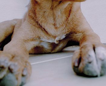 Close-up of dog