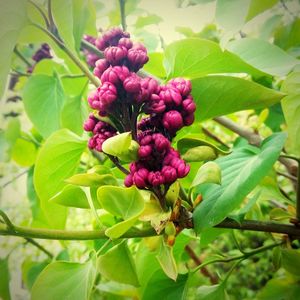 Close-up of purple fruits on plant