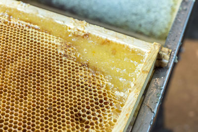 High angle view of bee on table