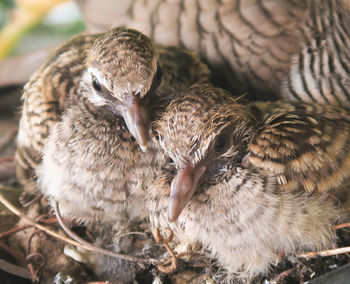 Close-up of a bird