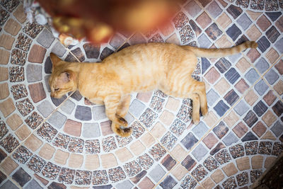 Portrait of a cat lying on tiled floor