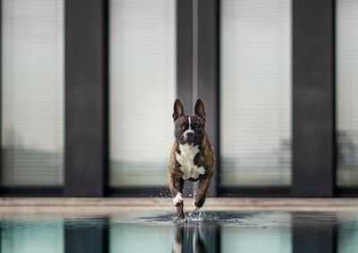 Portrait of dog by water