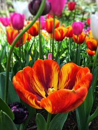 Close-up of orange flowers blooming outdoors