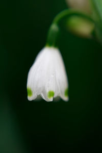 Close-up of white flower