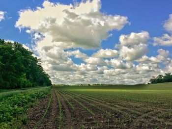 Scenic view of grassy field against sky