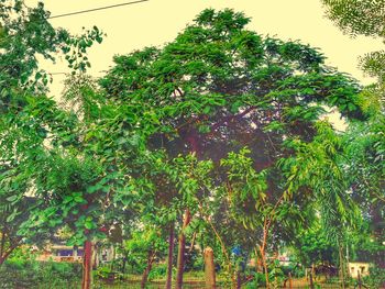 Low angle view of trees against sky