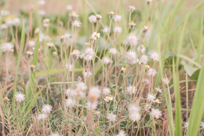 Close-up of white flowering plants on field