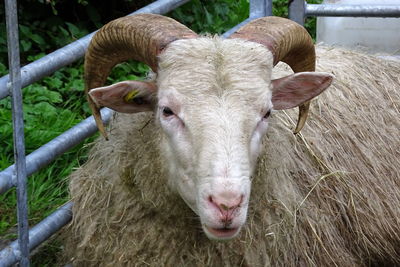 Portrait of sheep in pen