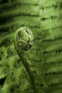 Close-up of snake on green leaf