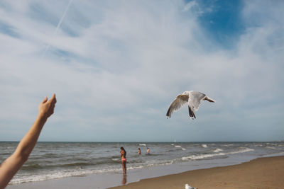 Cropped hand of person by seagull at beach against sky