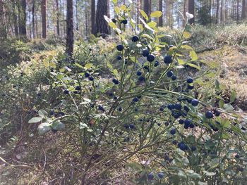 plant