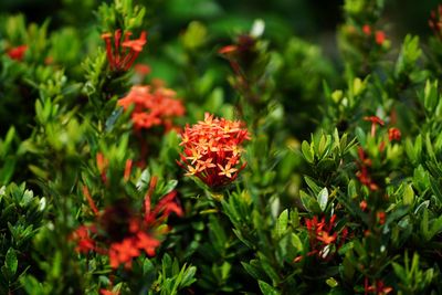 Close-up of orange flowering plants