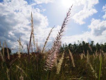 Close-up of stalks in field against cloudy sky