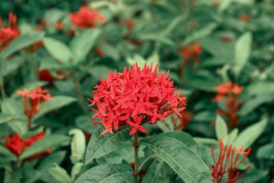 Close-up of red flowering plant