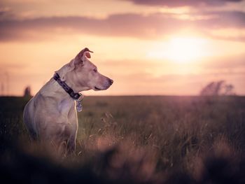 Dog on field against sky during sunset