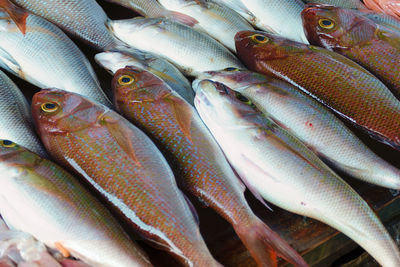 High angle view of fish for sale in market