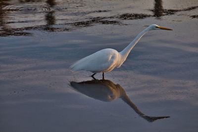 White heron on a lake