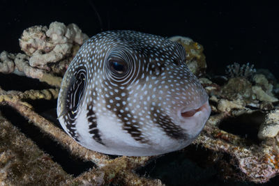 Close-up of fish swimming in sea