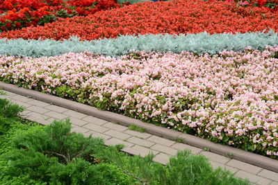 Pink flowering plants in garden