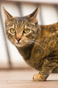 Close-up portrait of a cat