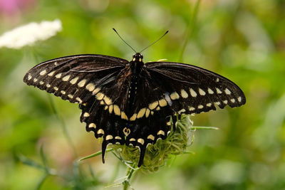 Swallowtail butterfly