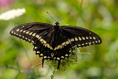 Close-up of butterfly on flower