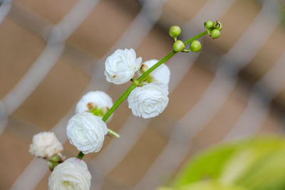 Close-up of white flower buds