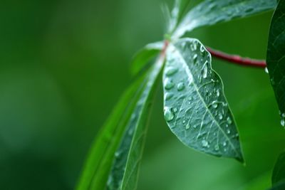 Close-up of wet plant