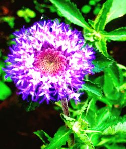 Close-up of purple flower blooming outdoors