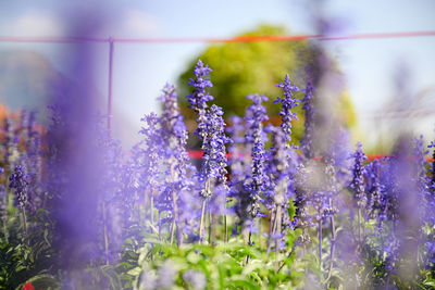 Close-up of purple flowering plants on field