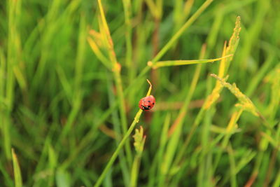 Close-up of ladybug on grass