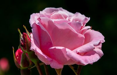 Close-up of pink rose